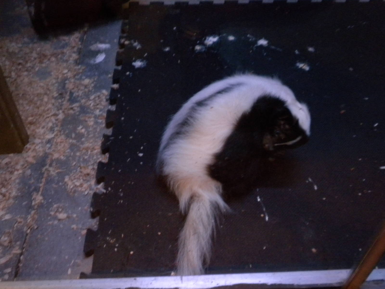 Striped Skunk