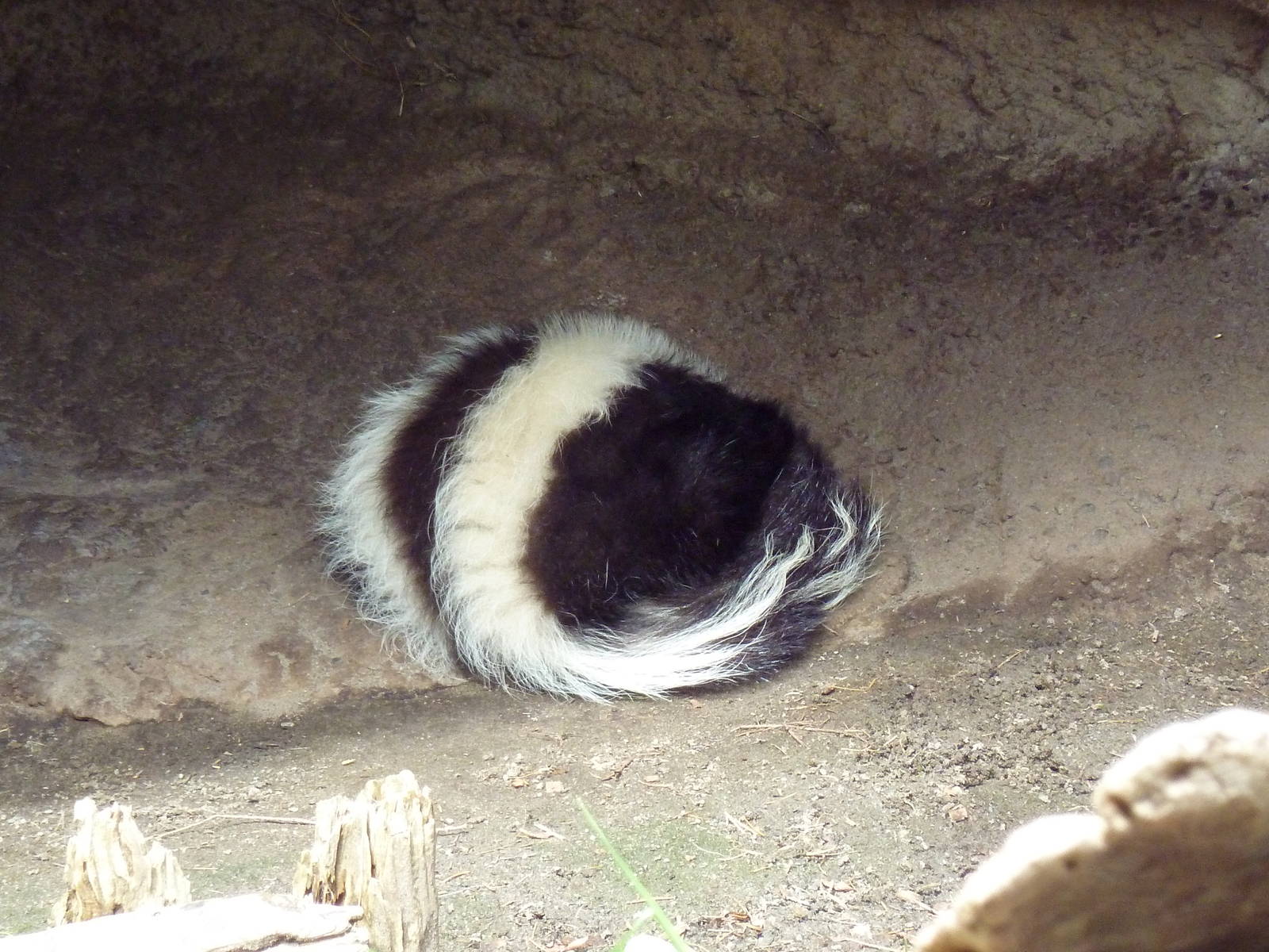 Striped Skunk