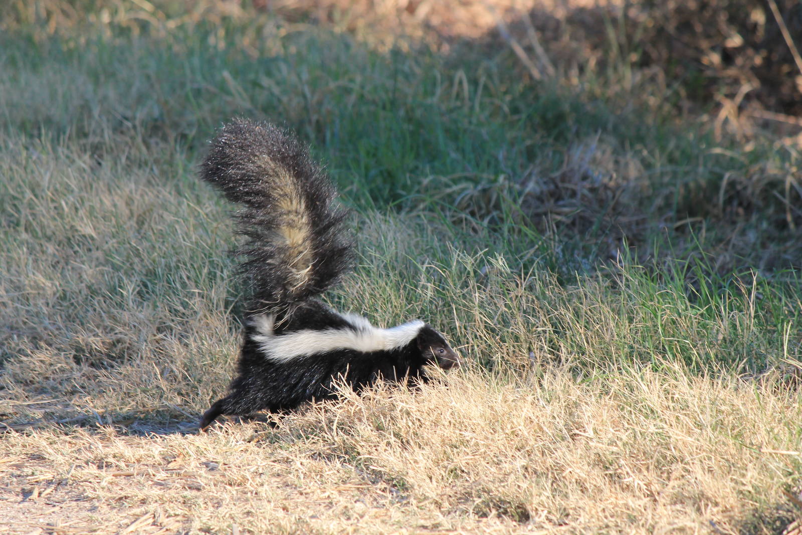 Striped Skunk