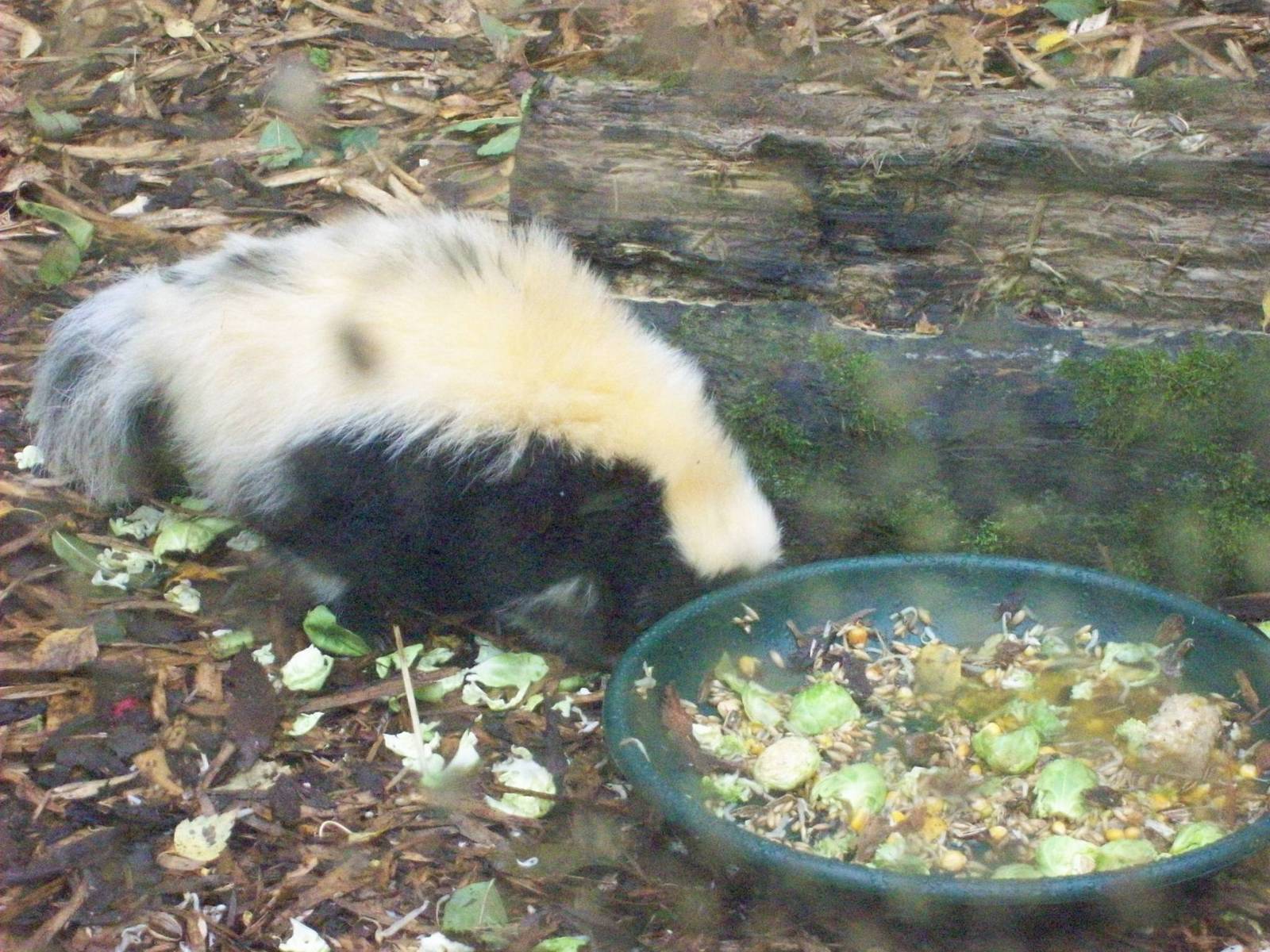 striped skunk