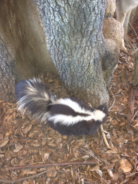 Striped skunk