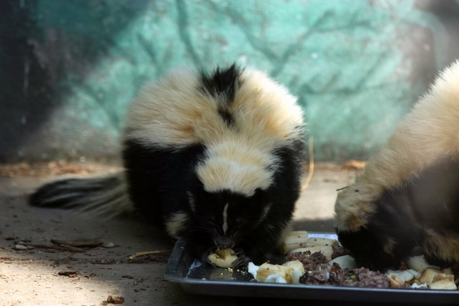 Striped skunk