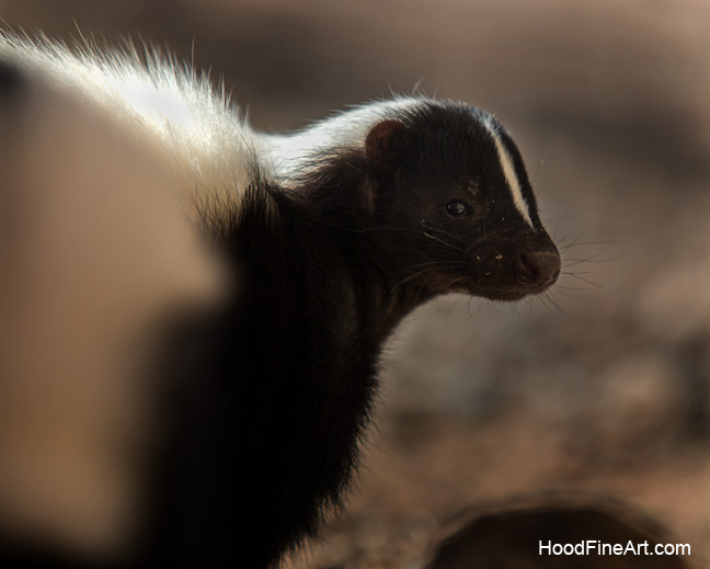 striped skunk