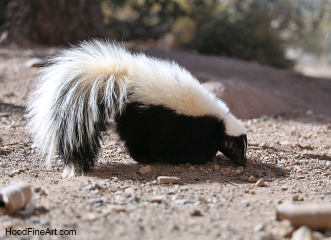 striped skunk
