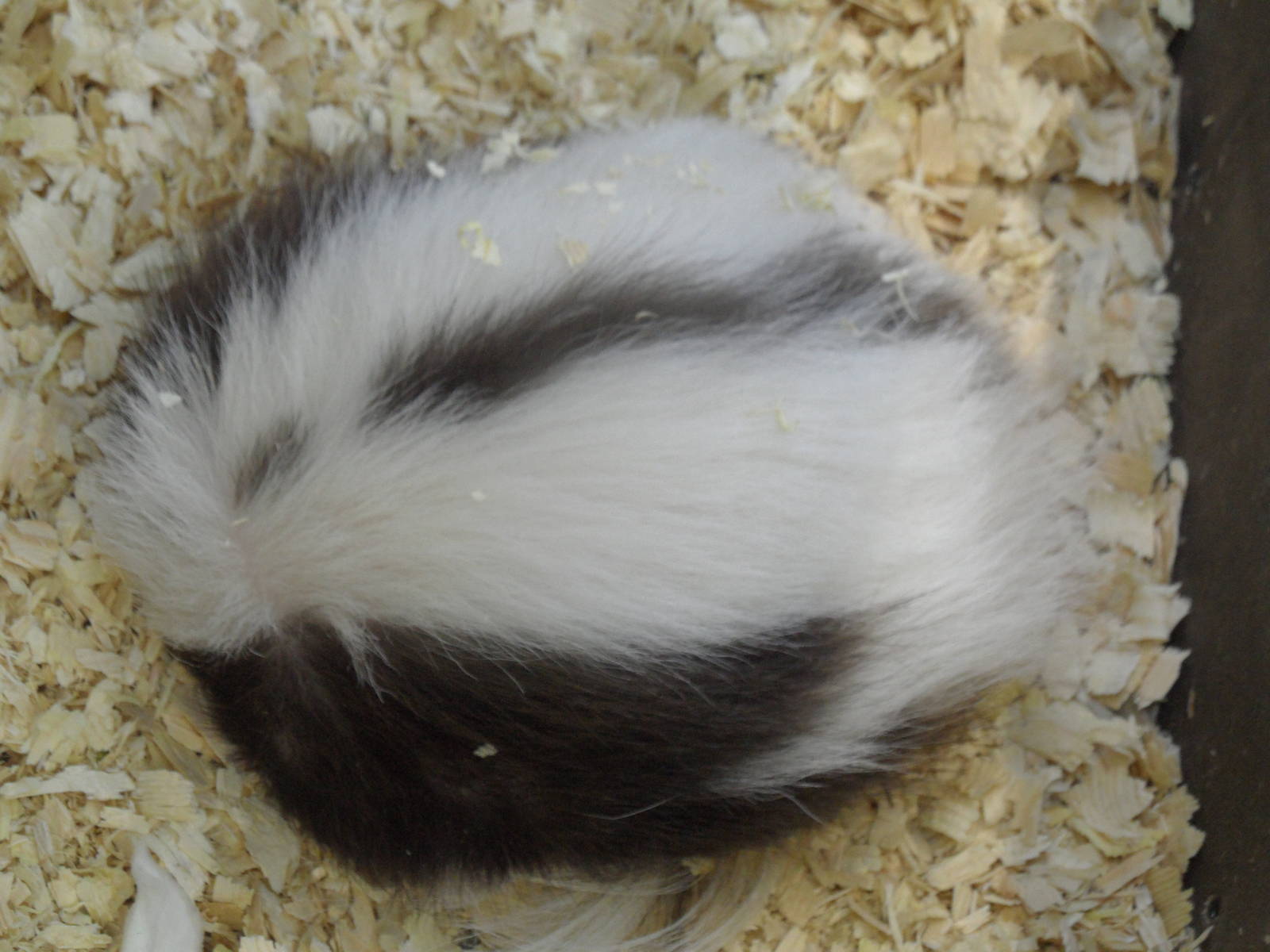 Striped skunk