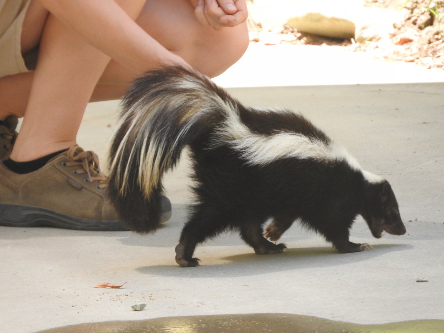 Striped Skunk