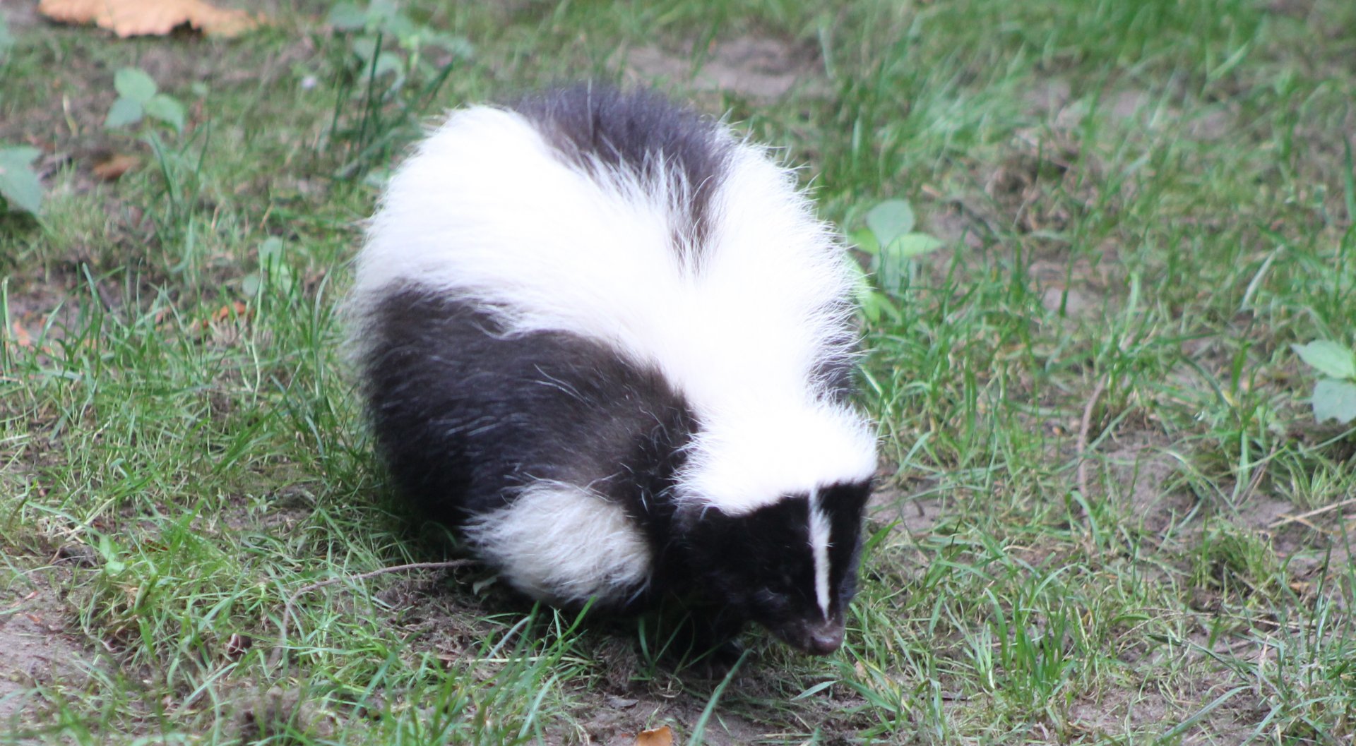 Striped skunk