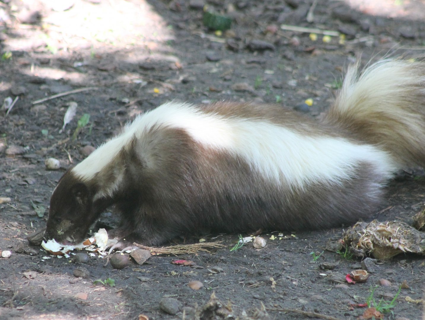 Striped skunk