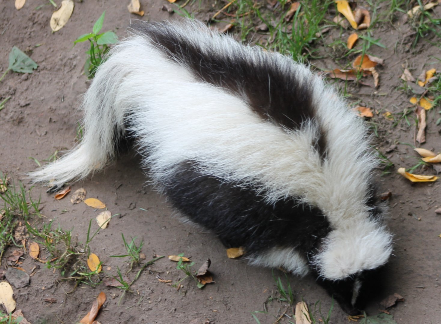 Striped skunk