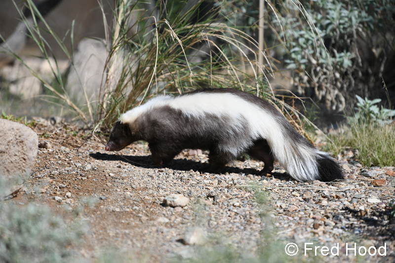 striped skunk