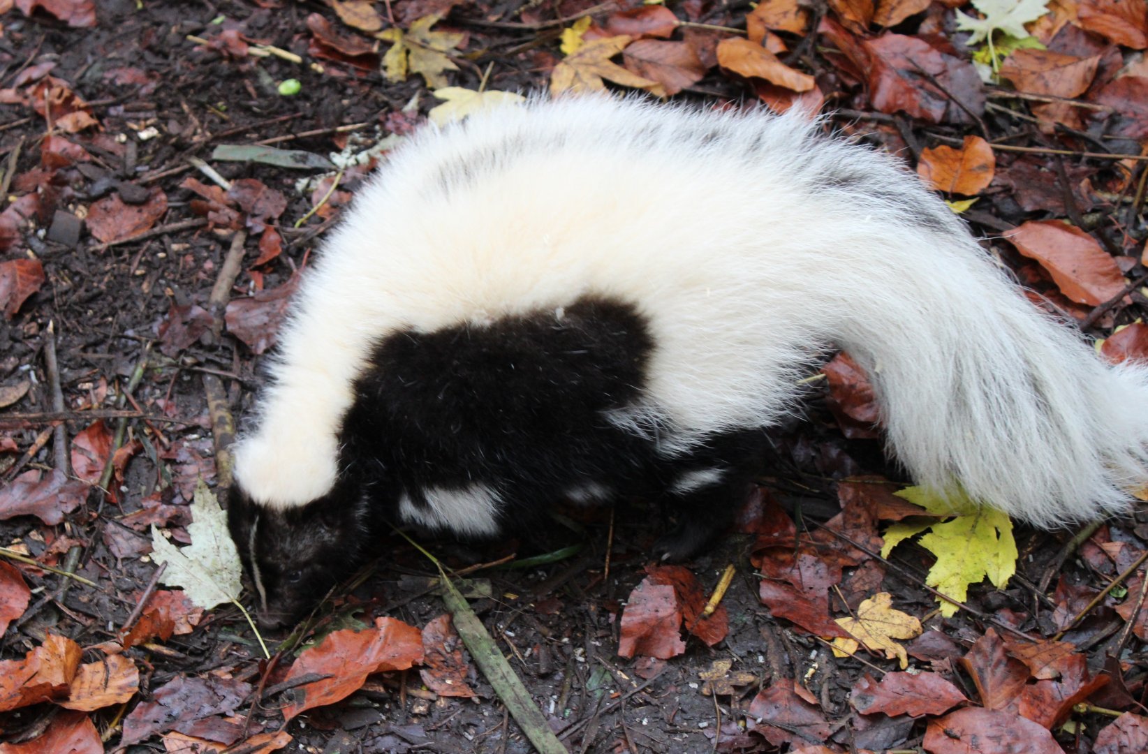 Striped skunk