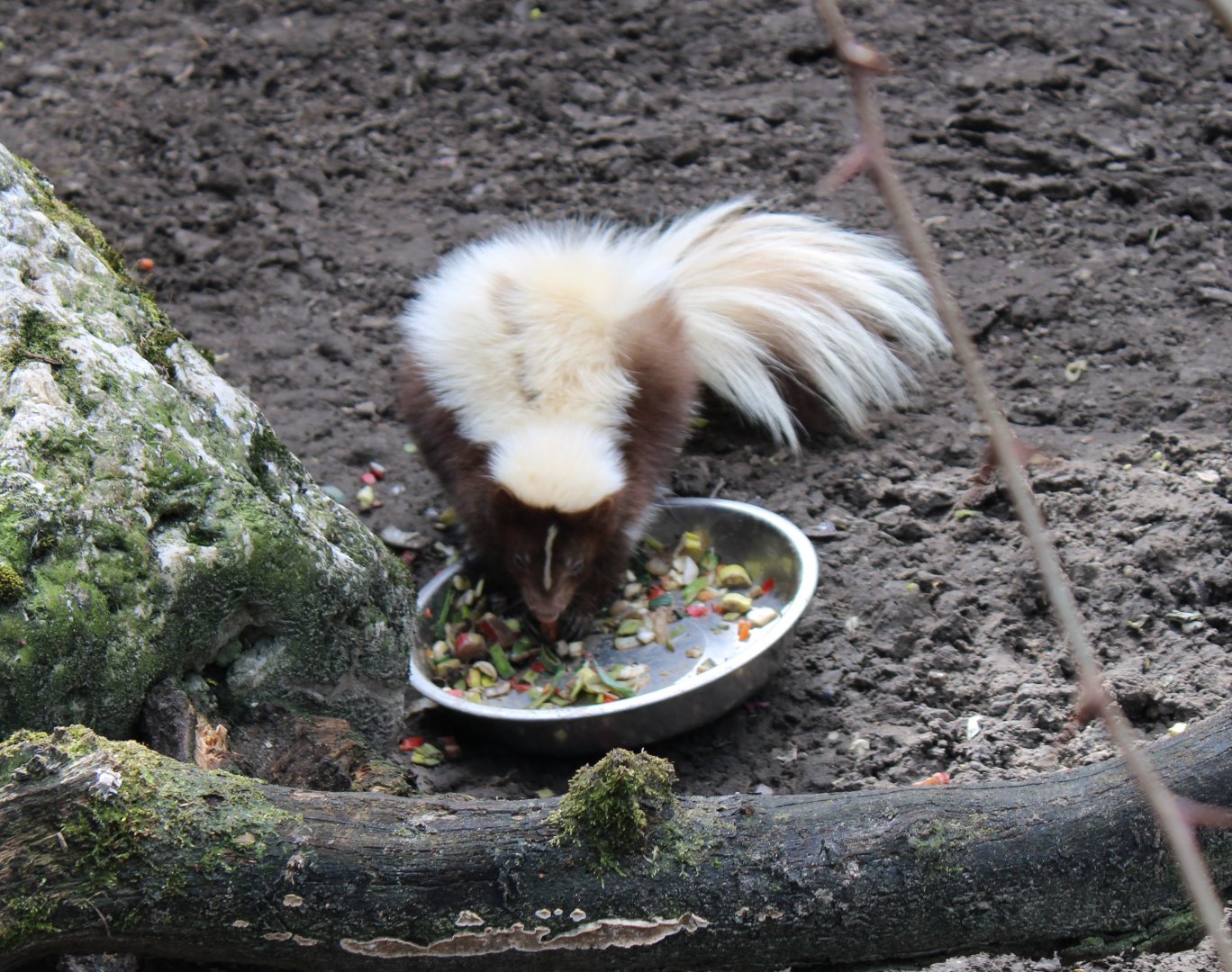 Striped skunk