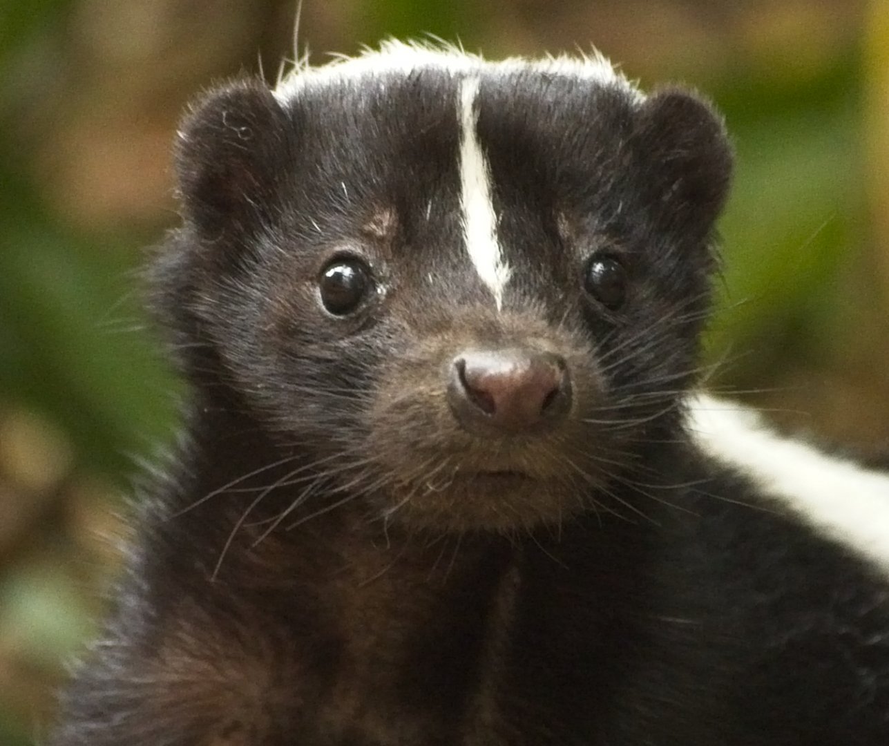 Striped Skunk