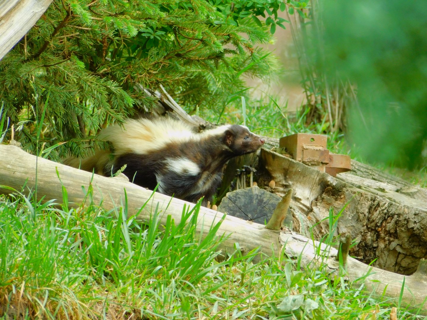 Striped Skunk