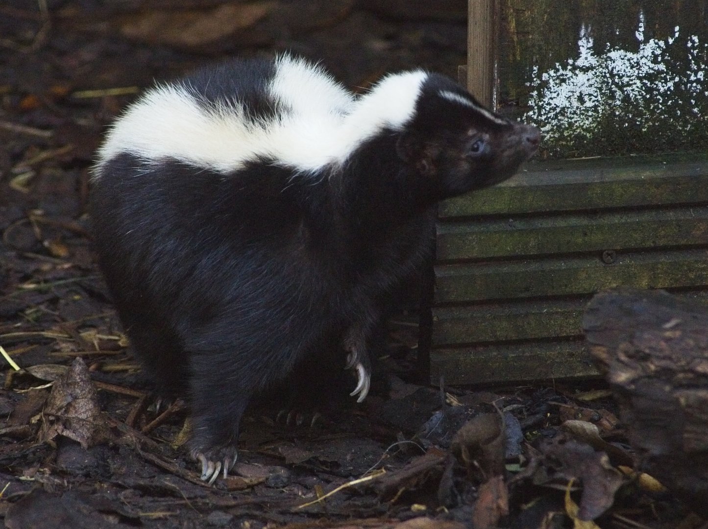 Striped Skunk