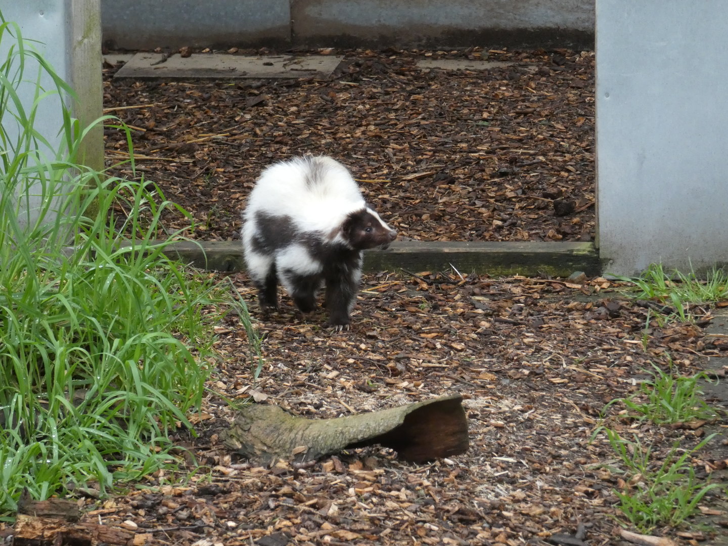 Striped skunk