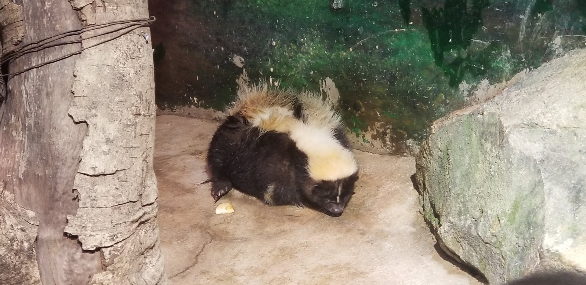 Striped Skunk