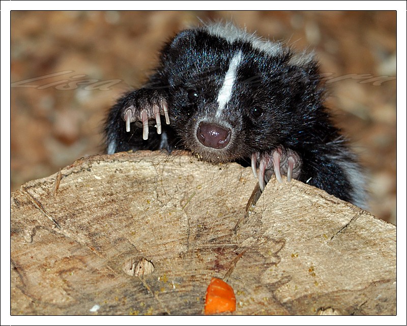 Striped Skunk