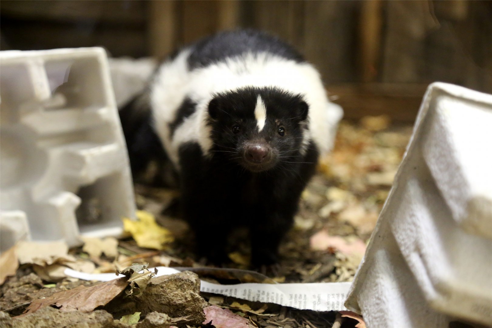 Striped Skunk