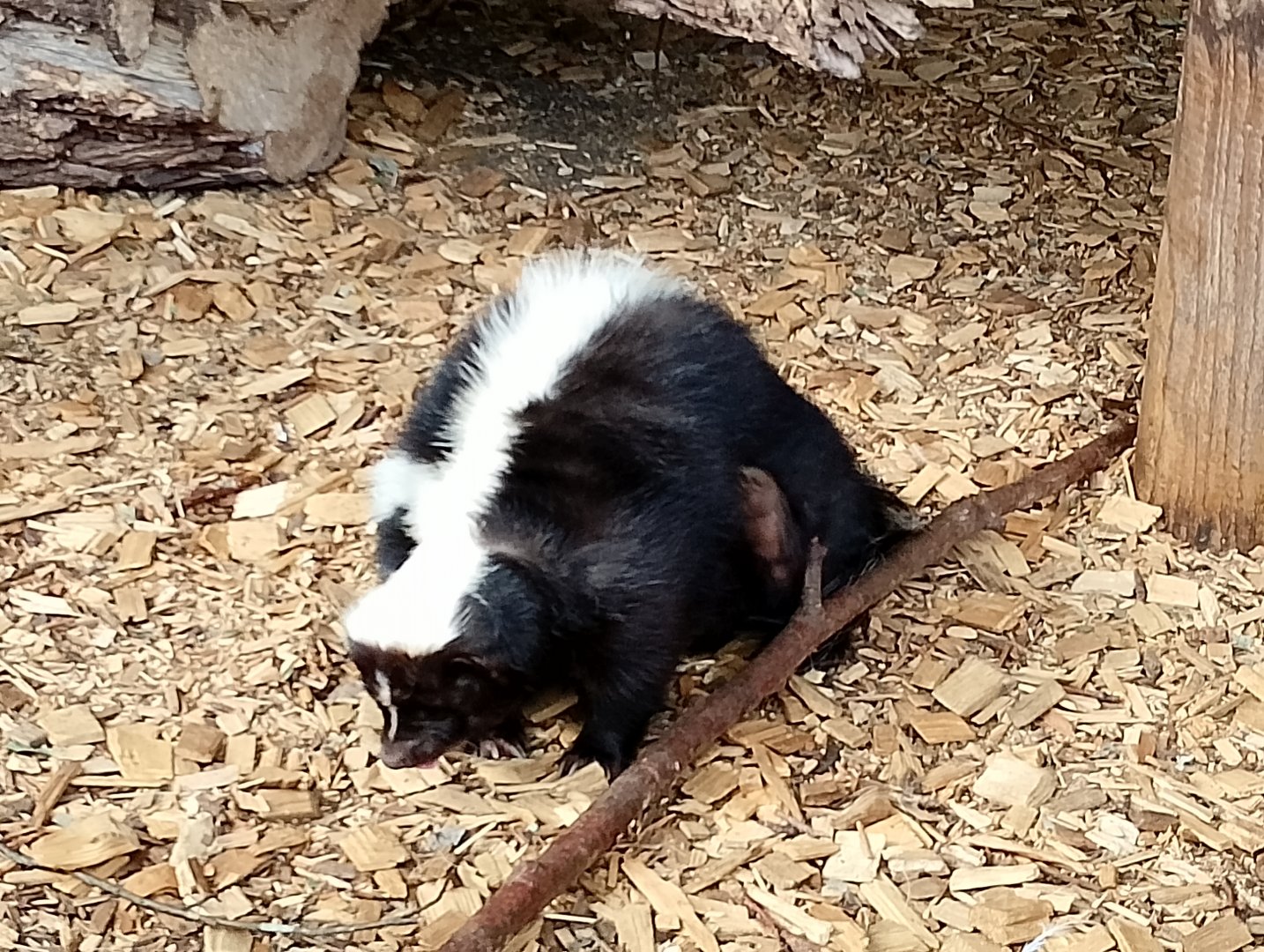Striped skunk