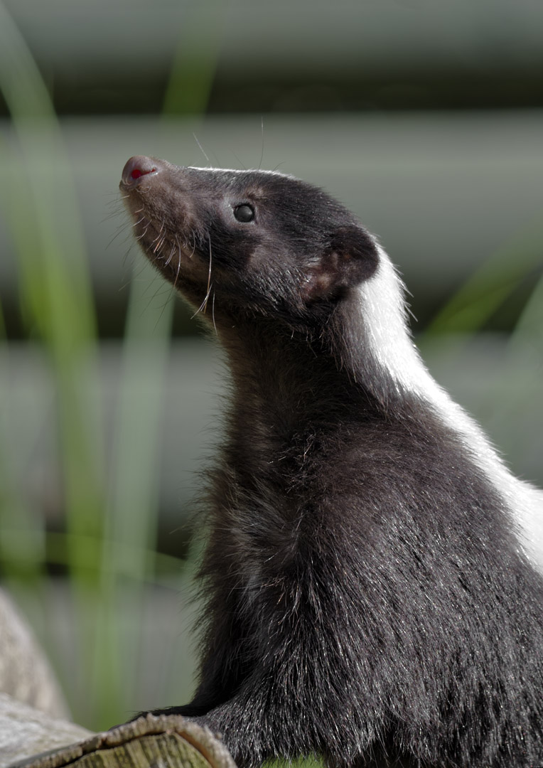 Striped skunk