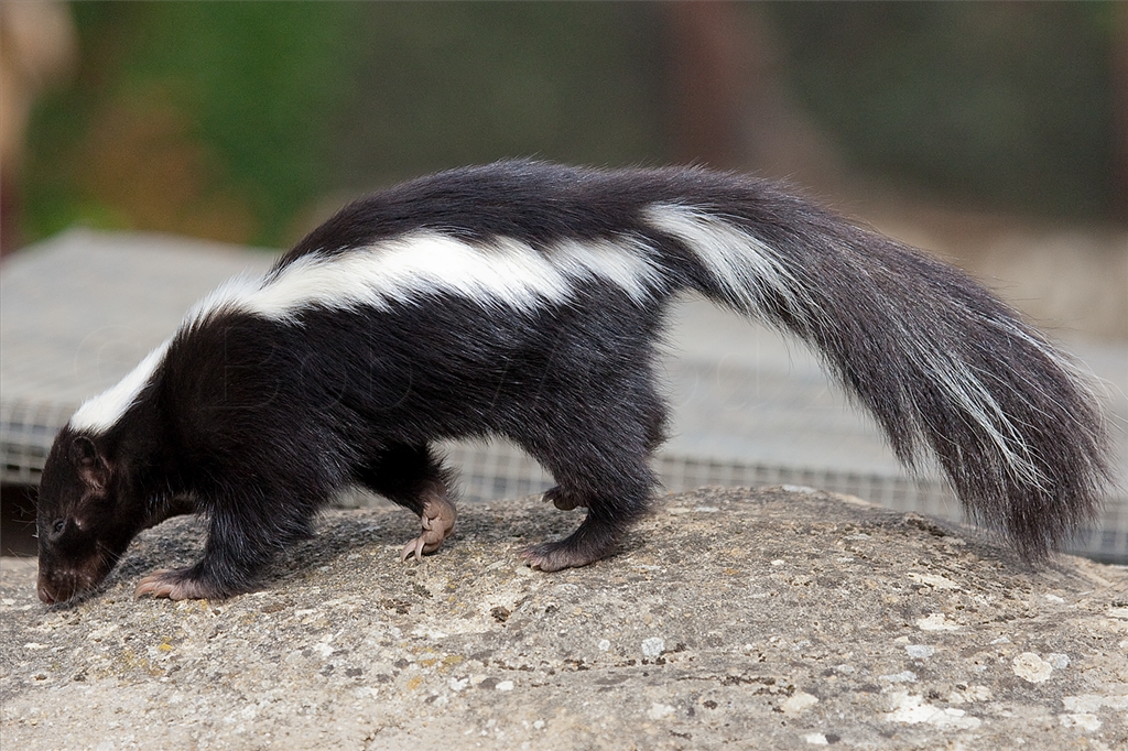 Striped Skunk
