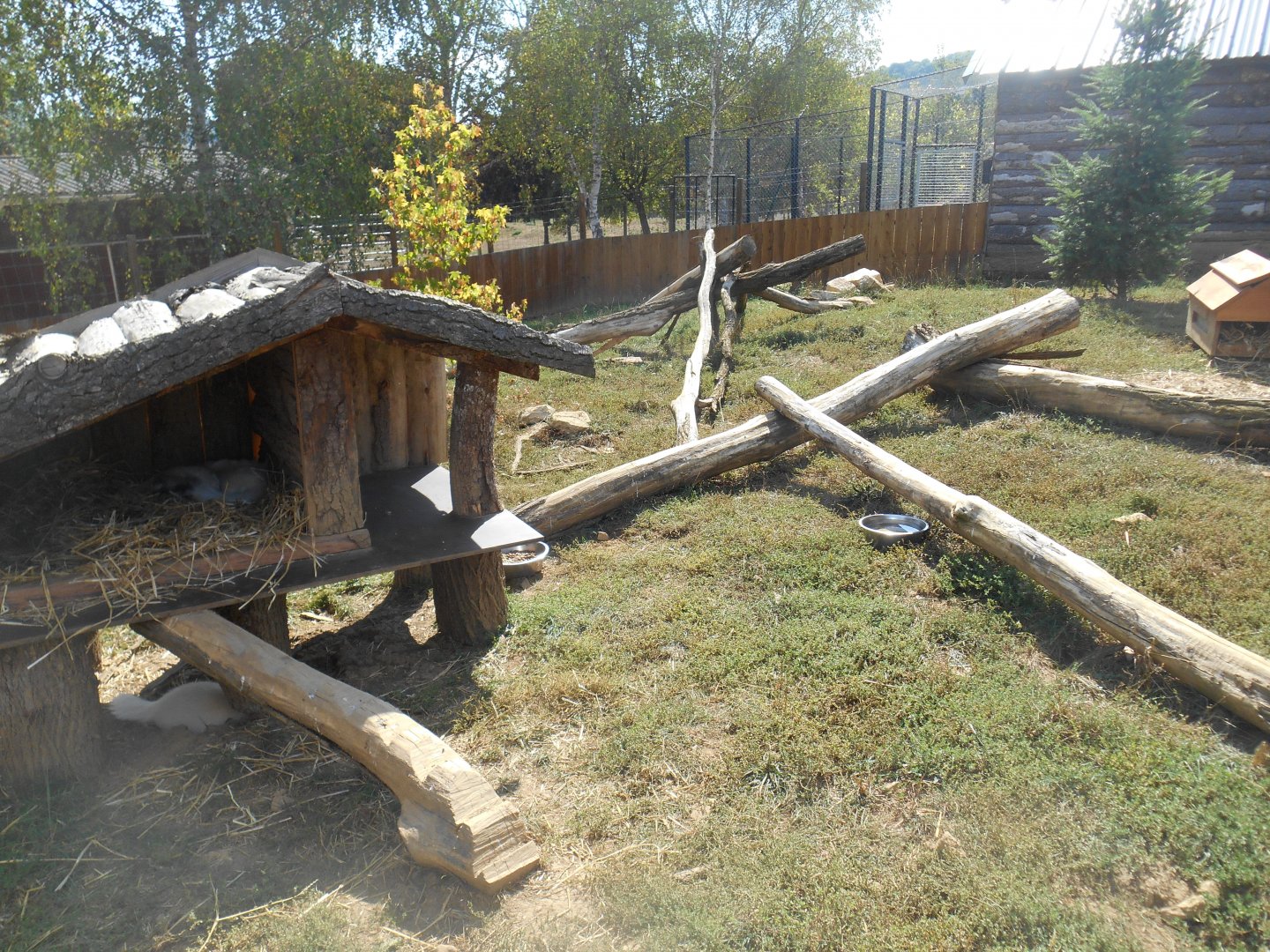 Striped Skunks Exhibit