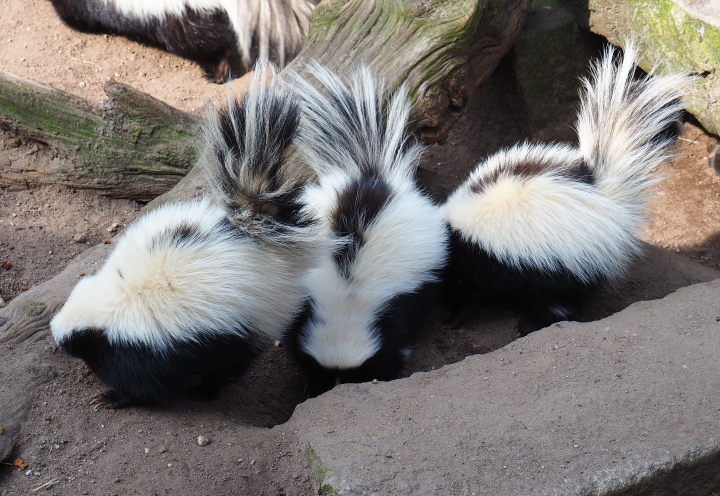 Striped skunks (Mephitis mephitis), 2019-04-06