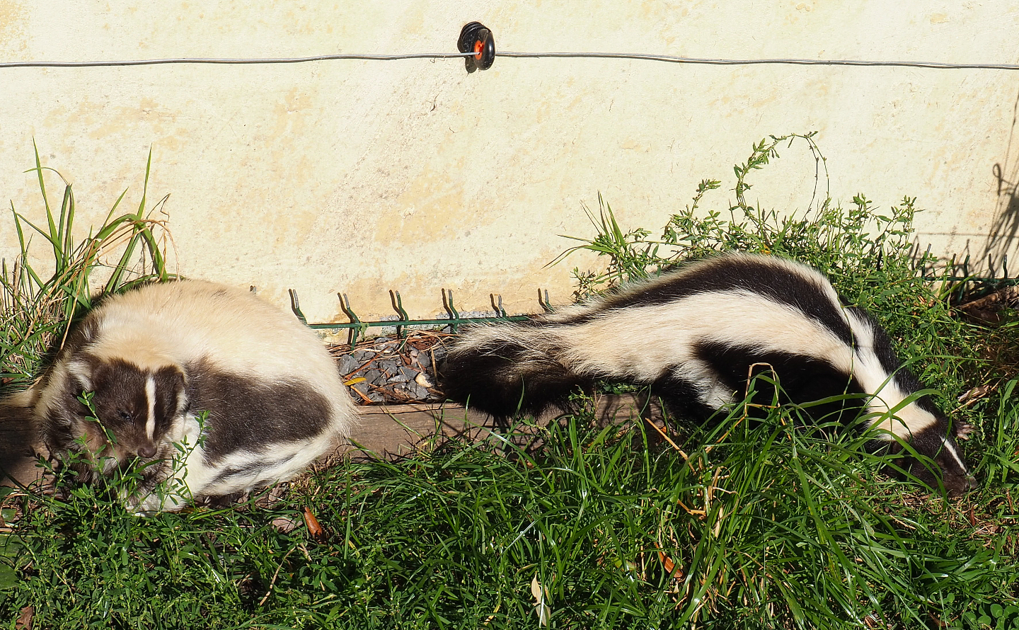 Striped skunks (Mephitis mephitis), 2020-09-12