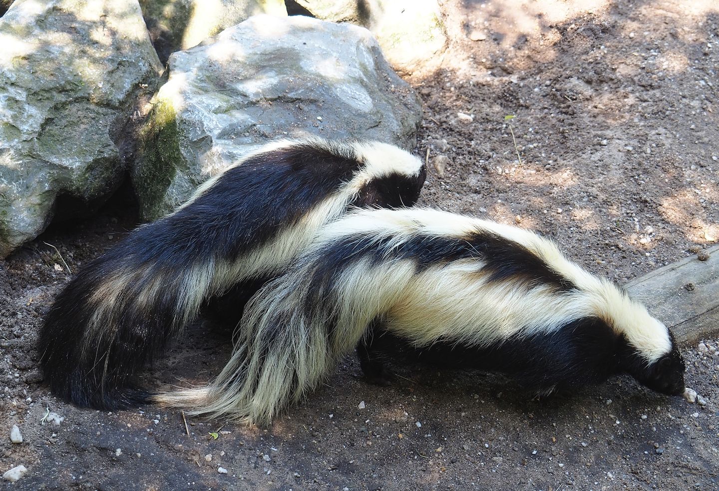 Striped skunks (Mephitis mephitis), 2023-05-31
