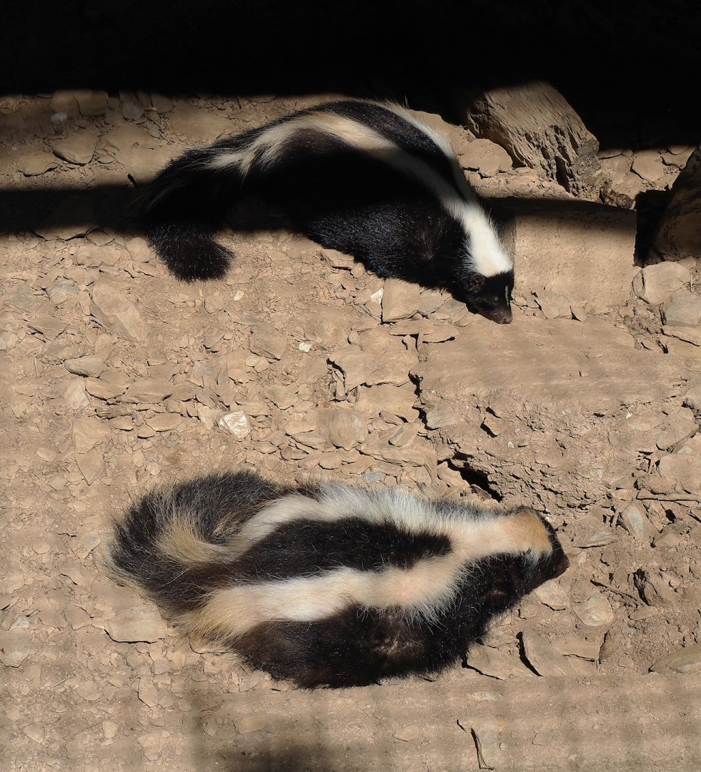 Striped skunks (Mephitis mephitis), 2023-06-24