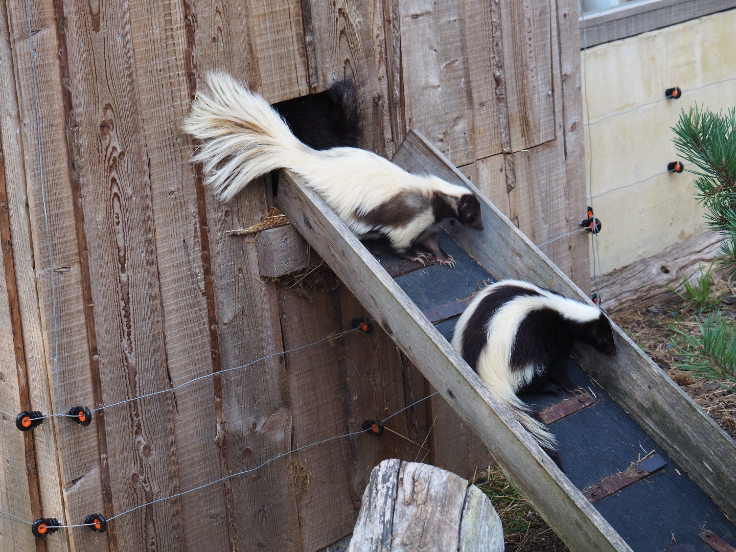 Striped skunks (Mephitis mephitis)