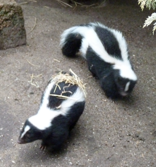 Striped skunks (Mephitis mephitis)