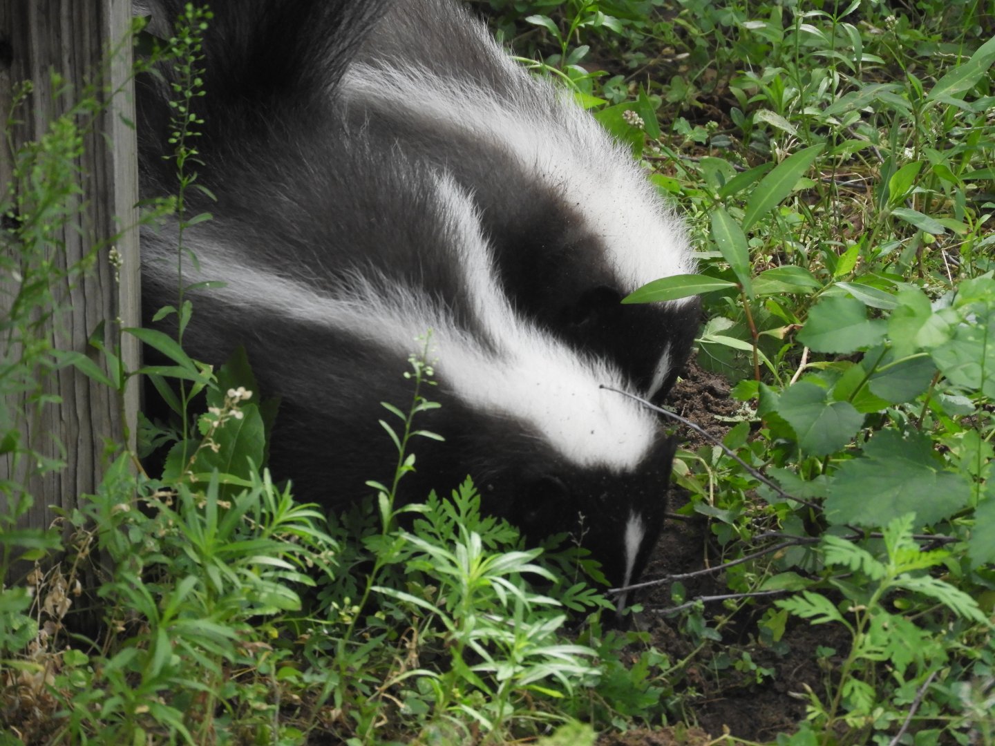 Striped Skunks (Mephitis mephitis)