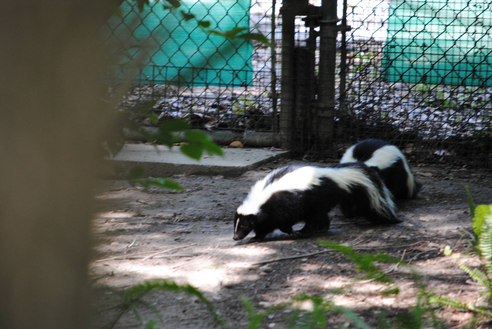 Striped Skunks