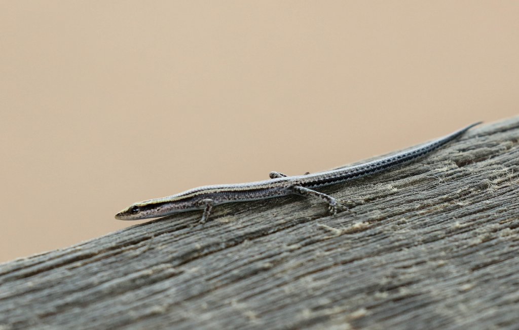 Striped Snake-eyed Skink