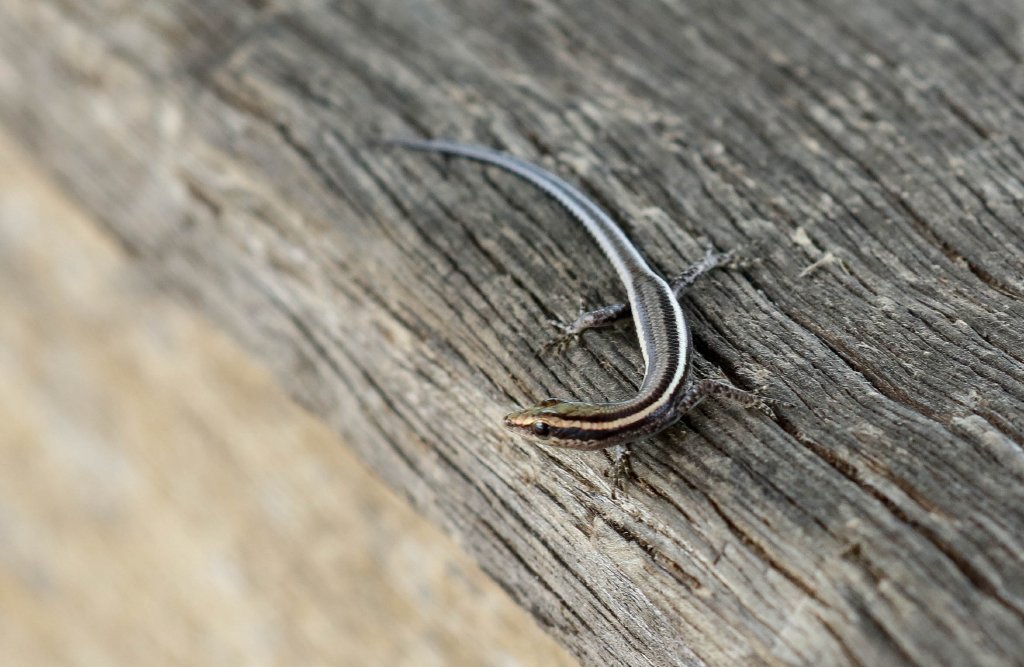 Striped Snake-eyed Skink