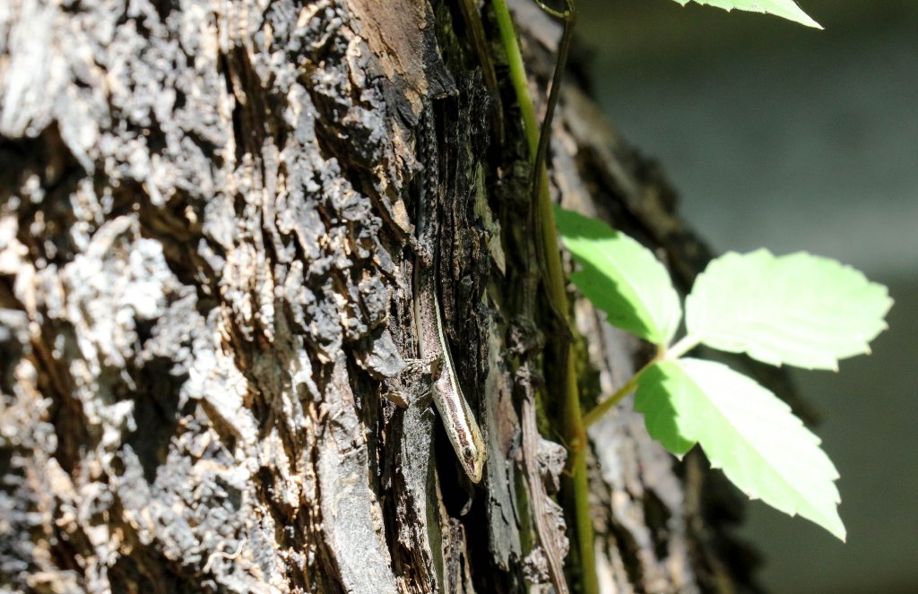 Striped Snake-eyed Skink