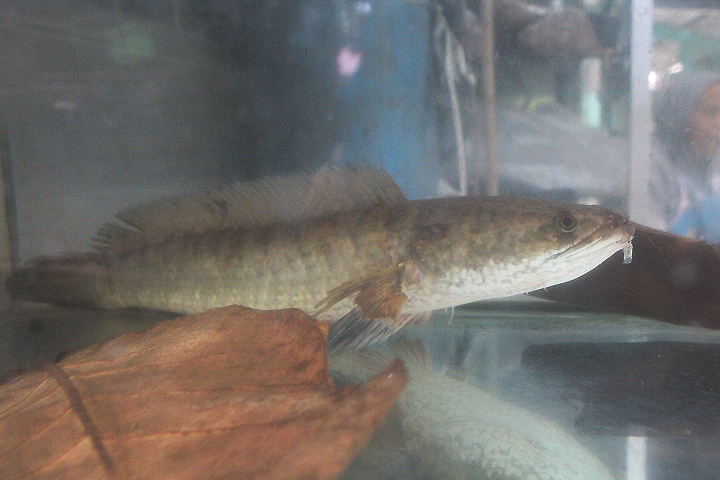 Striped snakehead (Channa striata)