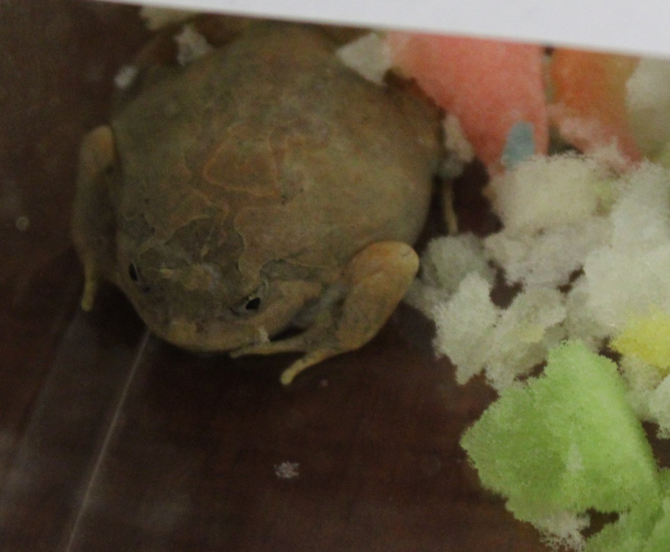 Striped spadefoot frog - Glyphoglossus guttulatus