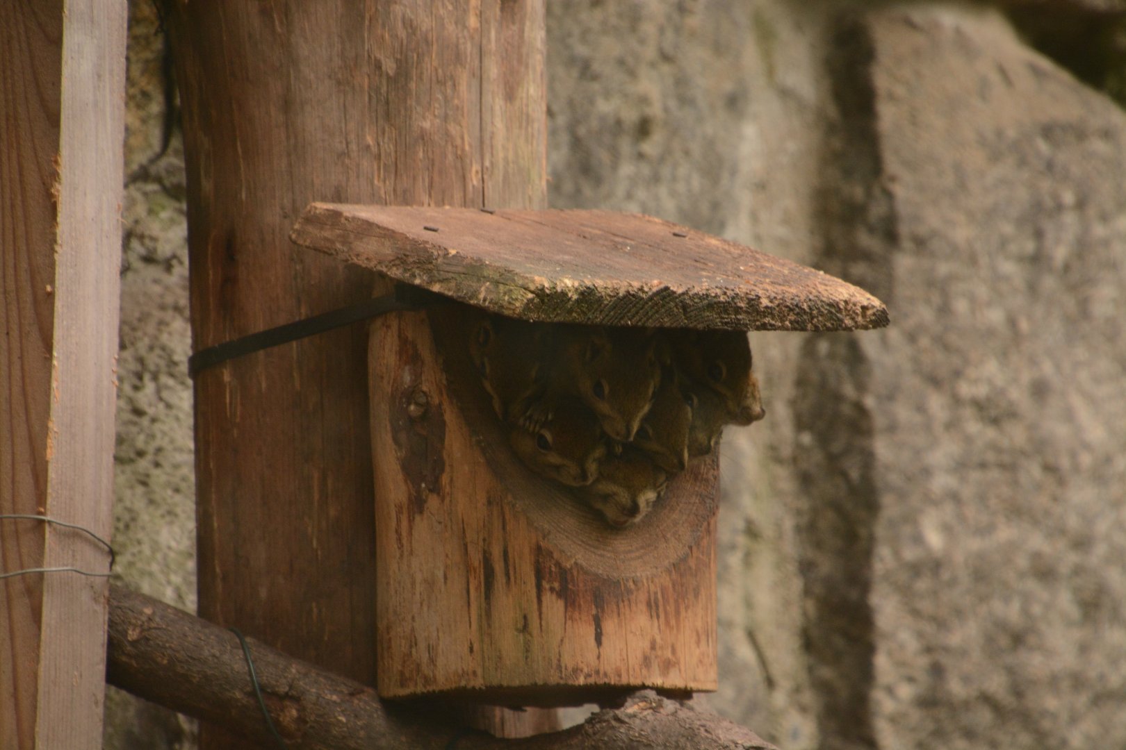 Striped squirrels hate the rain