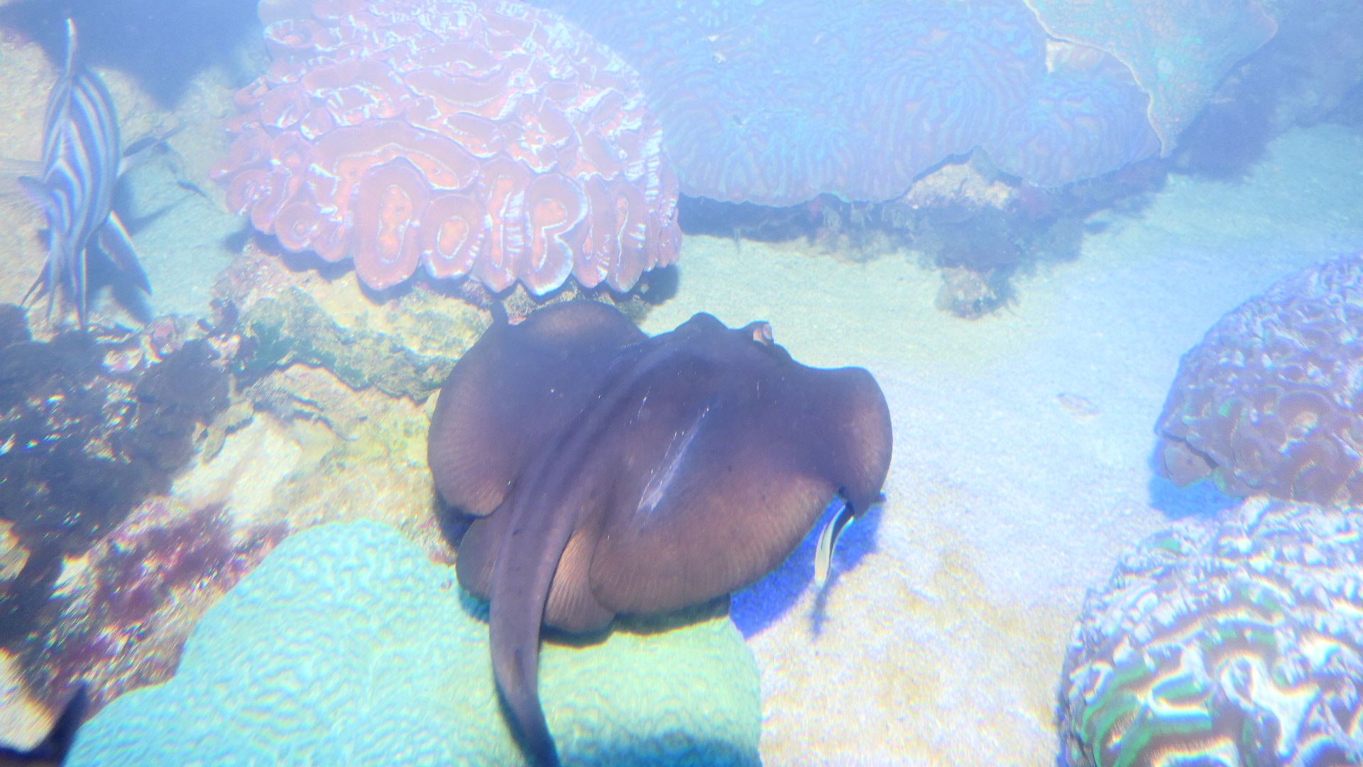 Striped Stingaree (Trygonoptera ovalis)