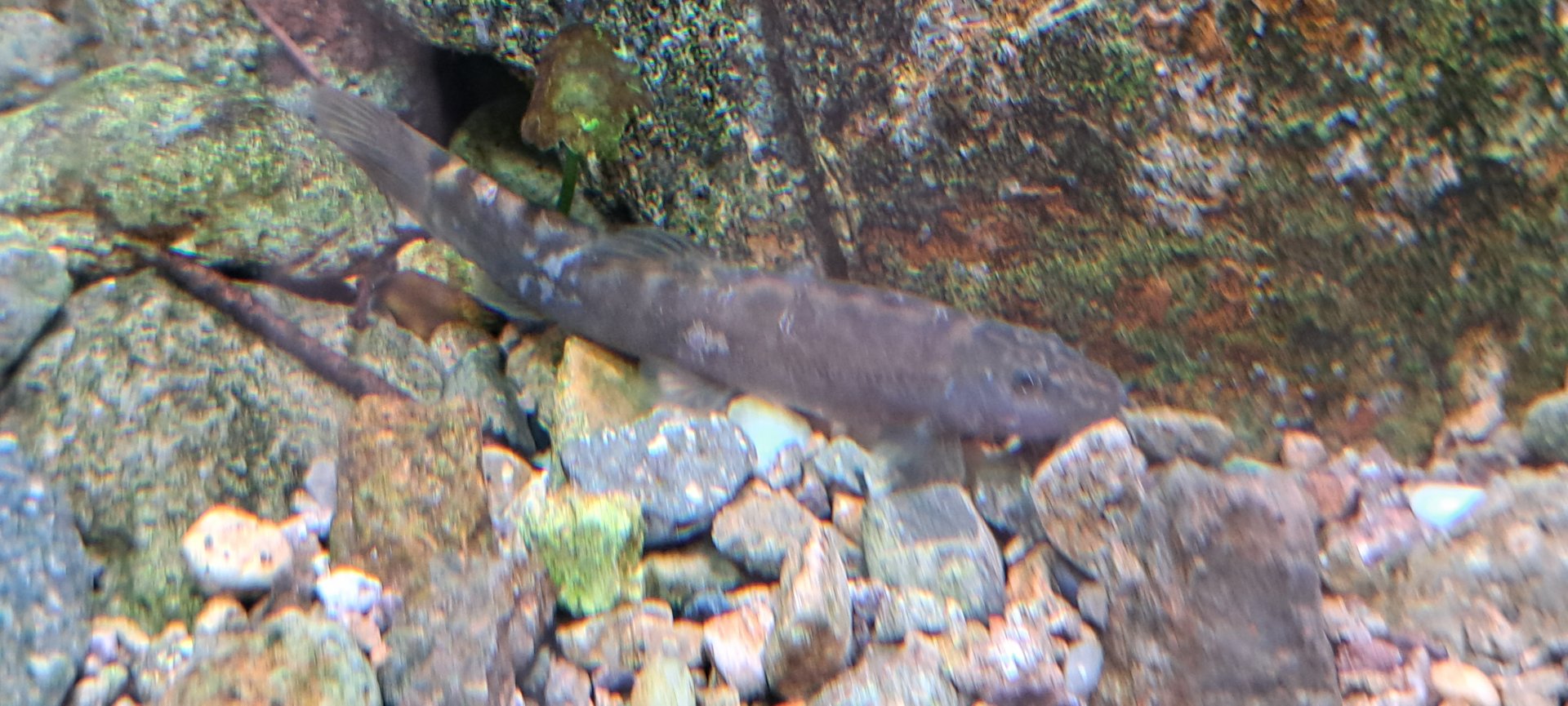 Striped Stone Loach