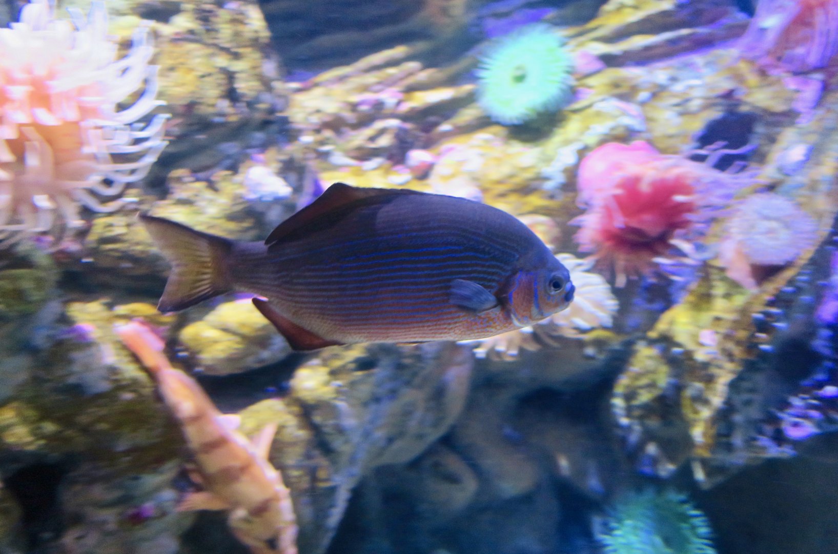 Striped Surfperch (Embiotoca lateralis)