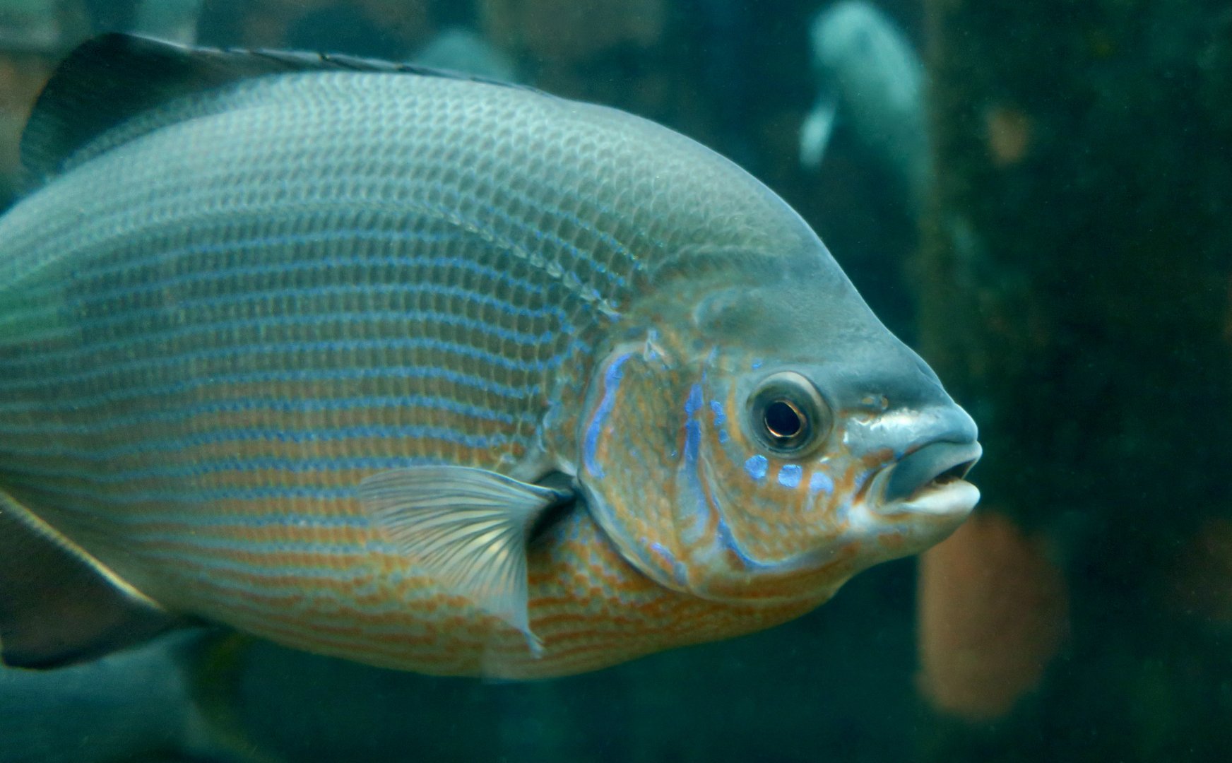 Striped Surfperch (Embiotoca lateralis)
