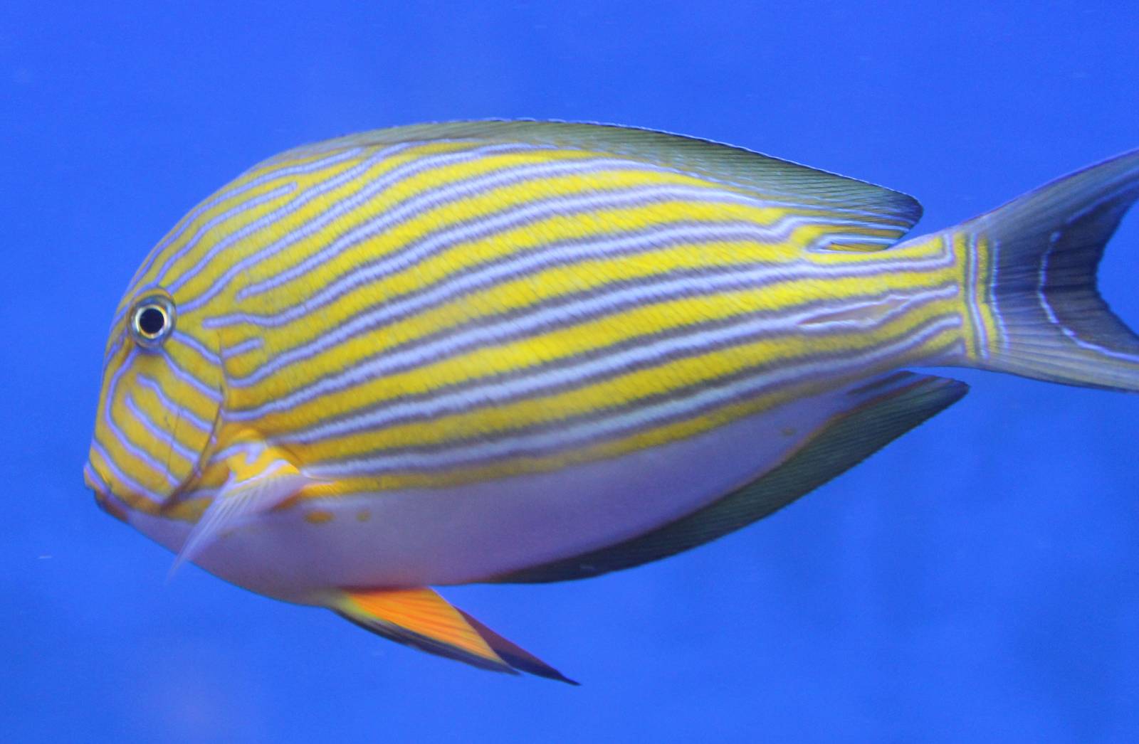 Striped Surgeon fish