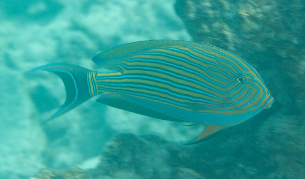 Striped Surgeonfish (Acanthurus lineatus)
