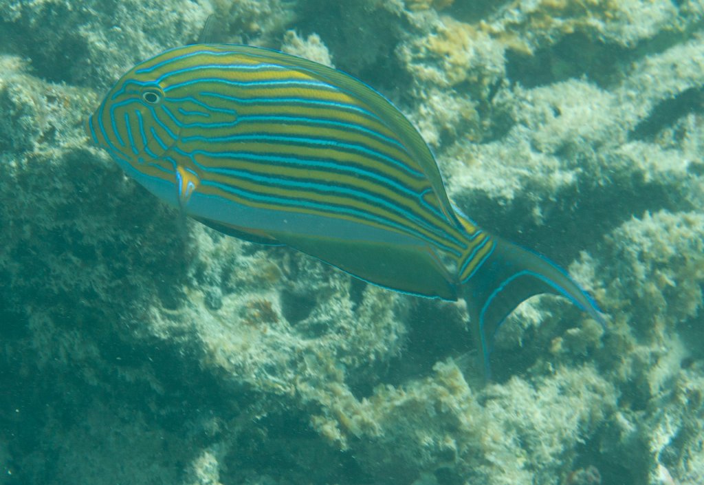 Striped Surgeonfish (Acanthurus lineatus)