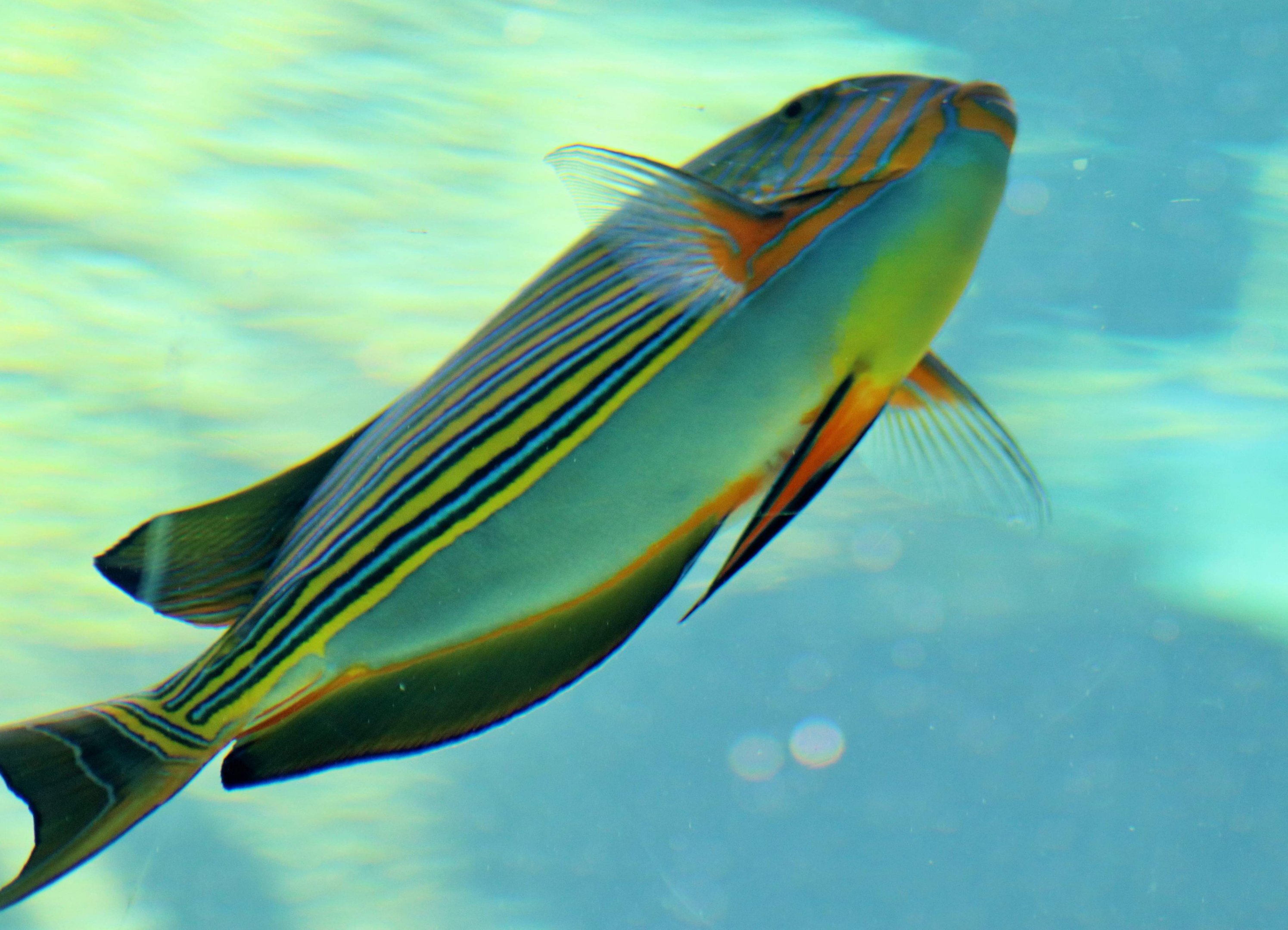 Striped Surgeonfish (Acanthurus lineatus)