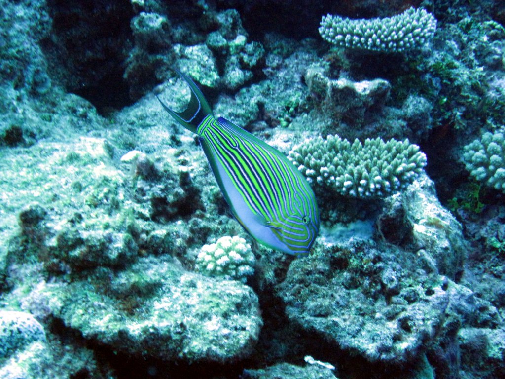 Striped Surgeonfish